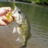 YUM Grub Multi-Species Curly-Tail Swim-Bait F Fishing Artificial Bait Soft Plastic Lures - Image 2