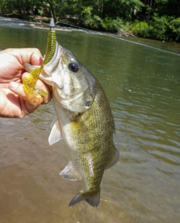 YUM Grub Multi-Species Curly-Tail Swim-Bait F Fishing Artificial Bait Soft Plastic Lures - Image 2