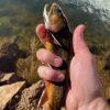 Woolly Bugger Streamer Wet Fly Kit-8/12/16 P Dry Flies Nymphs Fly Fishing Flies Kit - Image 7