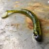 YUM Swim n' Dinger Paddle Tail Worm Fishing Artificial Bait Soft Plastic Lures - Image 2