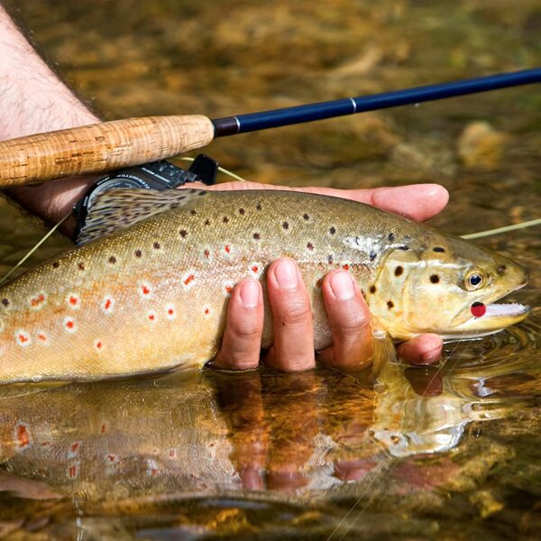 Fly Fishing Salmon Bead Head Eggs Pattern Dr Dry Flies Nymphs Fly Fishing Flies Kit - Image 7