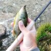 133 Pcs Fly Fishing Flies Fishing Ultra-Thin Dry Flies Nymphs Fly Fishing Flies Kit - Image 3