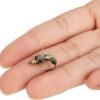 Fly Fishing Lures  Lightweight and Durable T Dry Flies Nymphs Fly Fishing Flies Kit - Image 6