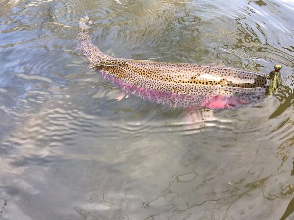 Rainbow Trout Clouser Minnow Deep Flies Set  Dry Flies Nymphs Fly Fishing Flies Kit - Image 7