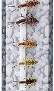 Original Realistic Stone Fly Nymph Set of 6 Dry Flies Nymphs Fly Fishing Flies Kit