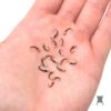 Zebra Midge Fly Fishing Nymph Assortment for Dry Flies Nymphs Fly Fishing Flies Kit - Image 3