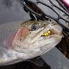 Fly Fishing Flies Collection Premium Realsti Dry Flies Nymphs Fly Fishing Flies Kit - Image 4