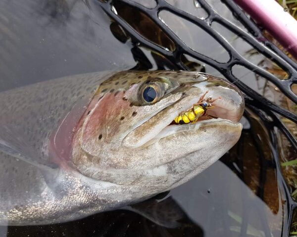 Fly Fishing Flies Collection Premium Realsti Dry Flies Nymphs Fly Fishing Flies Kit - Image 4