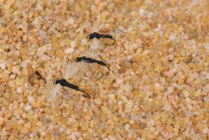 Read more about the article What bait attracts the most fish?