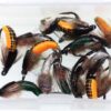 1 Dozen Mix Color Fishing Fly of Scud Larva  Dry Flies Nymphs Fly Fishing Flies Kit - Image 8