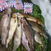 Zoo-Plankton Krill Bait Floating Trout Bait - Fishing Artificial Bait Soft Plastic Lures - Image 2