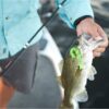 Gulp! Alive! Grub Soft Fishing Bait Pearl Whi Fishing Artificial Bait Soft Plastic Lures - Image 3