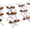 - Chernobyl Ant 12PC Assortment Dry Flies Nymphs Fly Fishing Flies Kit - Image 4