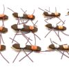 - Chernobyl Ant 12PC Assortment Dry Flies Nymphs Fly Fishing Flies Kit - Image 5