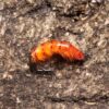 Weighted Scuds Fly Fishing Nymph Trout Fly A Dry Flies Nymphs Fly Fishing Flies Kit - Image 4