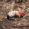 Weighted Scuds Fly Fishing Nymph Trout Fly A Dry Flies Nymphs Fly Fishing Flies Kit - Image 5