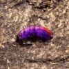 Weighted Scuds Fly Fishing Nymph Trout Fly A Dry Flies Nymphs Fly Fishing Flies Kit - Image 6