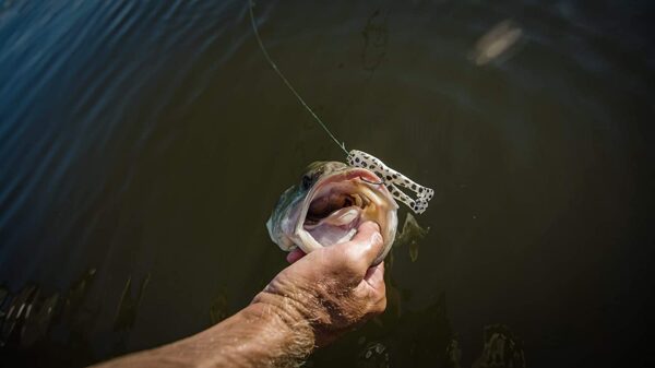 PowerBait Buzz'n Speed Toad Fishing Soft Bait Fishing Artificial Bait Soft Plastic Lures - Image 8