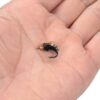 40pcs Fly Fishing Lure Kit Dry Fly Flies Bai Dry Flies Nymphs Fly Fishing Flies Kit - Image 6
