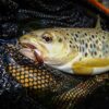 Realistic May Fly Nimph Set of 6 Dry Flies Nymphs Fly Fishing Flies Kit - Image 5