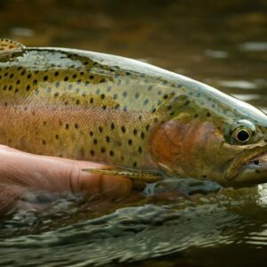 Fly Fishing Bead Head Prince Nymph Assortmen Dry Flies Nymphs Fly Fishing Flies Kit
