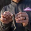 PowerBait Hollow Belly Fishing Soft Bait Fishing Artificial Bait Soft Plastic Lures - Image 5