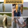 Scent Fish Attractant  for Lures and Baits  L Fishing Artificial Bait Soft Plastic Lures - Image 3